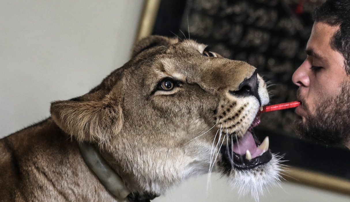 Coronavirus en Egipto: Domadores de leones ofrecen espectáculos desde el  salón de su casa en El Cairo | FOTOS | VIDEO NNDC | MUNDO | EL COMERCIO PERÚ