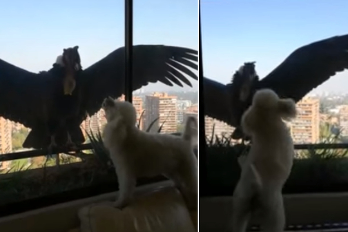 Perros Vídeo Viral: Un águila Atrapa Un Can Y Se Lo Lleva Volando |  