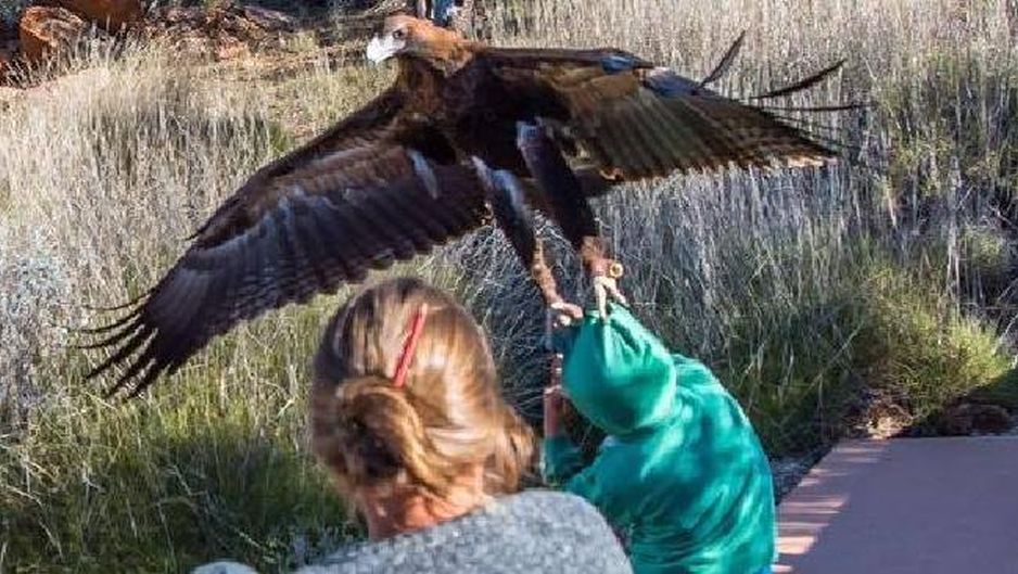 Instagram: Águila se confunde de presa y casi se lleva a niño [FOTOS] |  VIRAL 