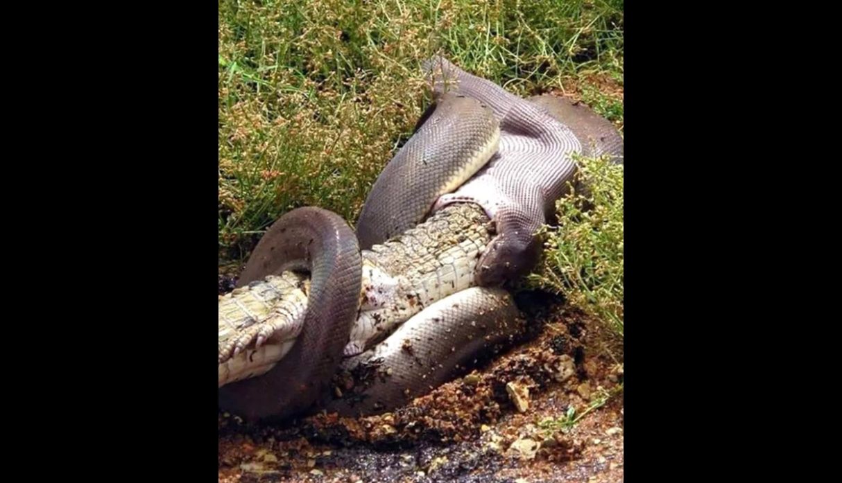 Facebook | El impactante momento en que una serpiente come el cuerpo entero  de un cocodrilo | Fb | Face | Fotos | Australia | VIral | Animales | VIRAL  