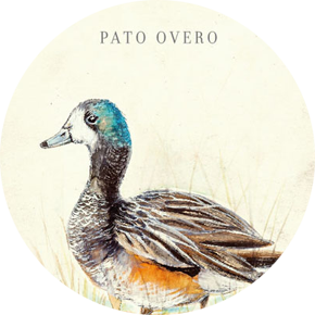 Pato Overo