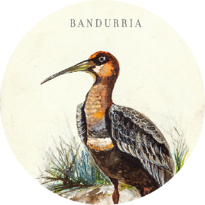 Bandurria