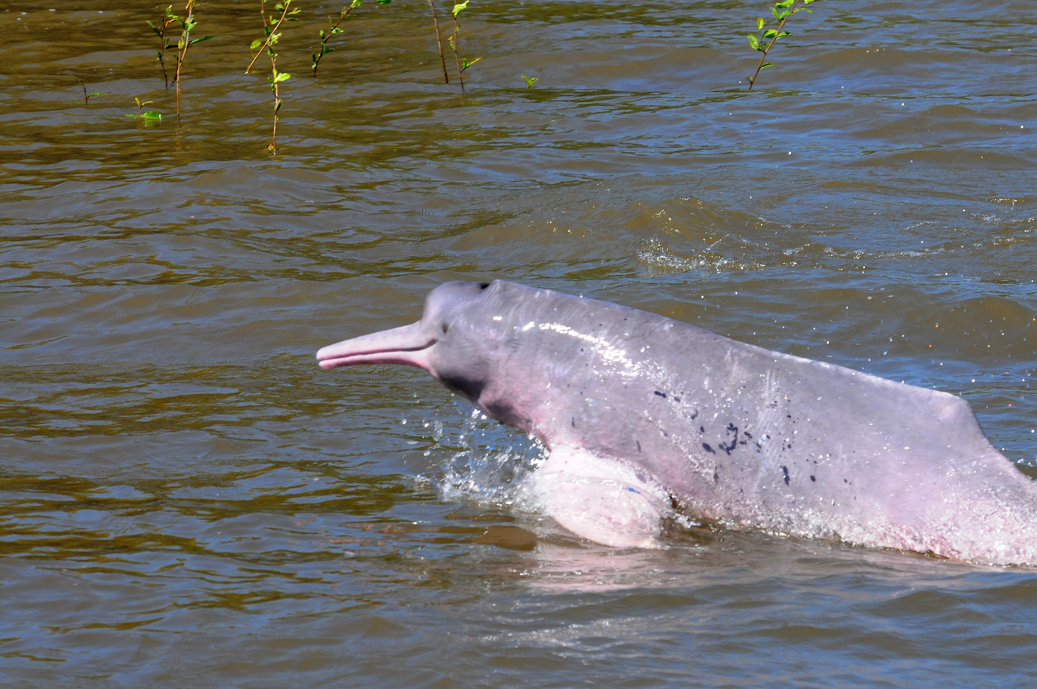 Sudamérica y Asia quieren conservar los delfines de río, ¿en qué han avanzado?