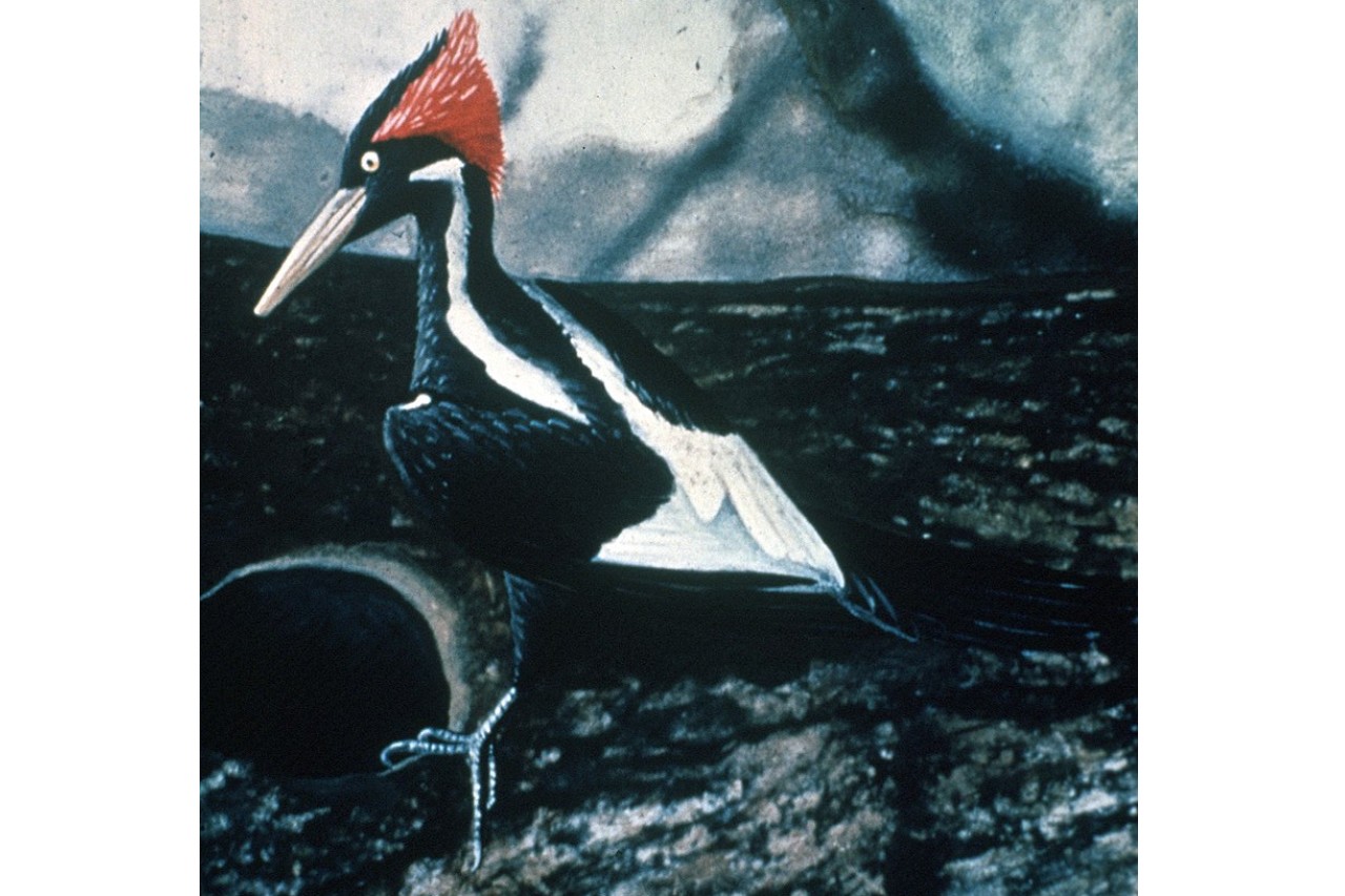La ciencia debate si es hora de declarar extinto al pájaro carpintero picomarfil