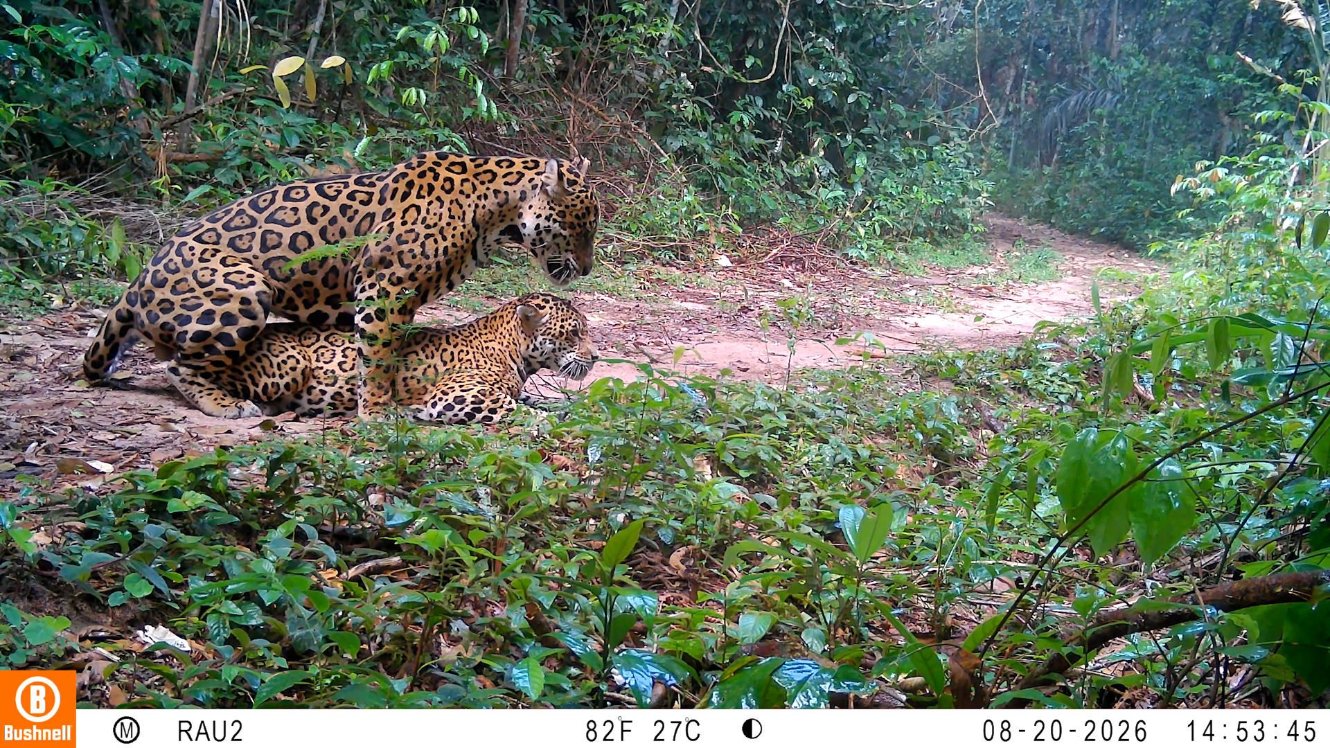 Dos jaguares apareándose en la Amazonia.