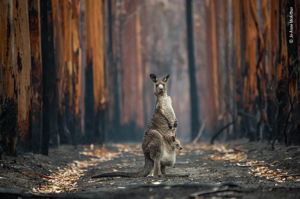 La canadiense  Jo-Anne McArthur viajó hasta Australia a principios de 2020 para documentar las historias de los animales afectados por los devastadores incendios forestales. Durante su trabajo con la organización Animals Australia, capturó a este canguro gris del este y su cría, quienes habían sobrevivido a las llamas.