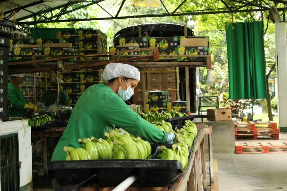 Colombia, entre los tres principales exportadores de banano a Corea del Sur