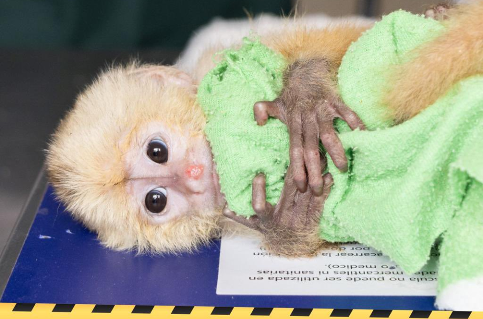 Hallan seis primates escondidos en partes íntimas de turistas extranjeros