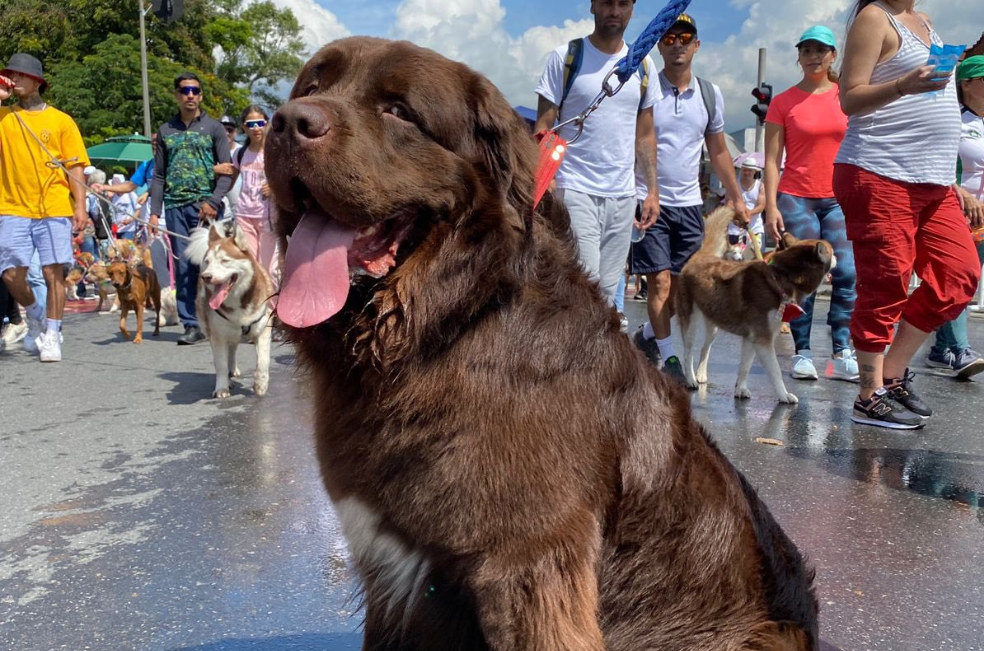 Adiós a Ares: Bomberos de Medellín despiden a su valiente perro de rescate