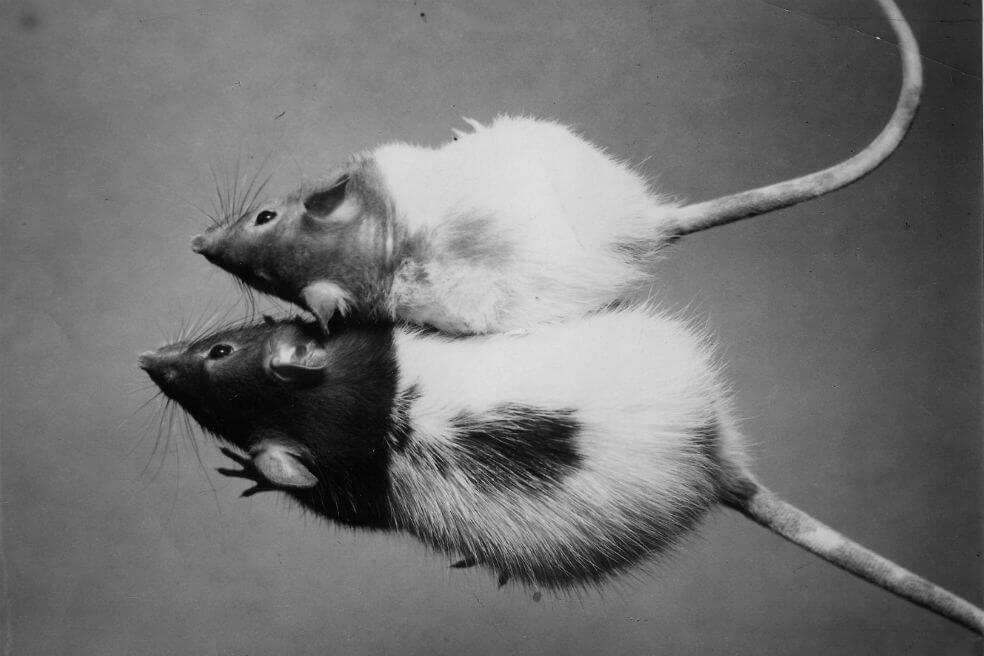 Estados Unidos dejará de hacer experimentos con ratones y otros mamíferos en 2035