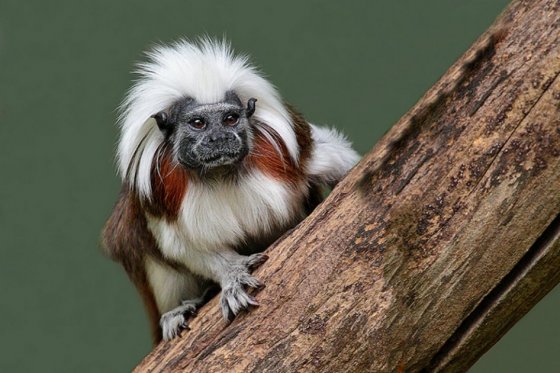 Este sábado se celebra el Día del Tití Cabeciblanco en el Atlántico