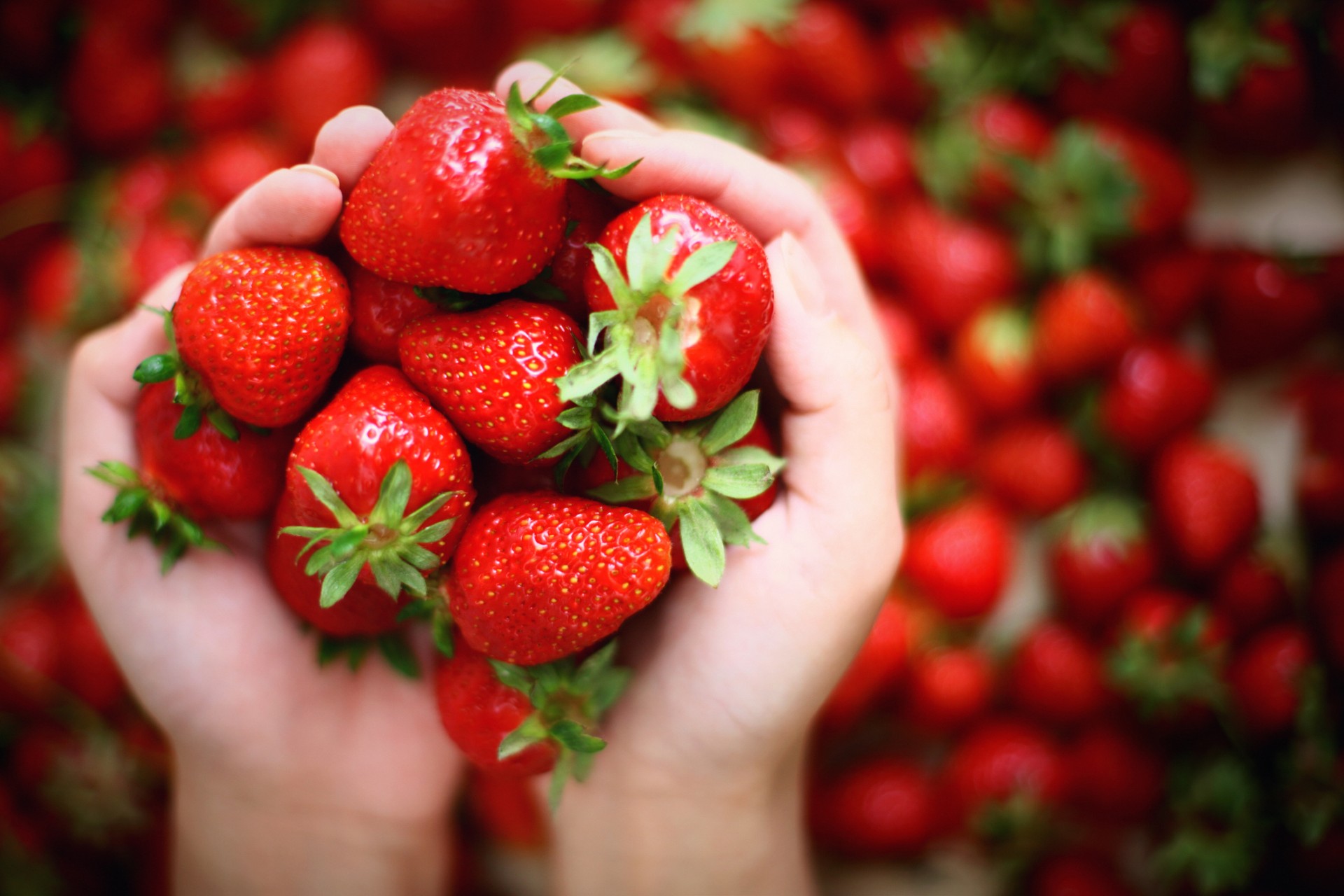 Fresas