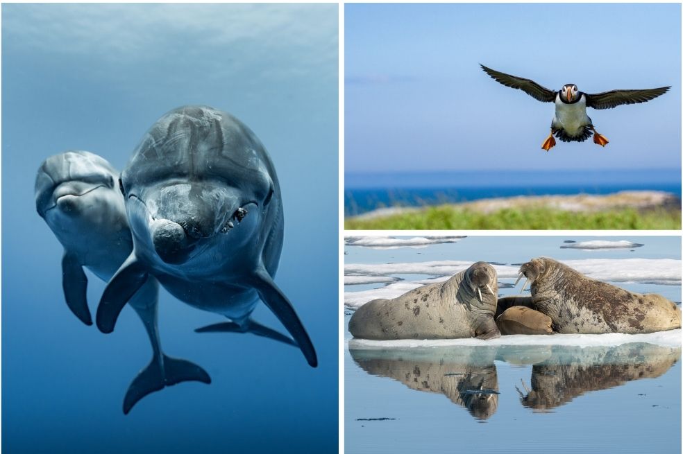 Las increíbles imágenes ganadoras del concurso de fotografía del océano de 2026