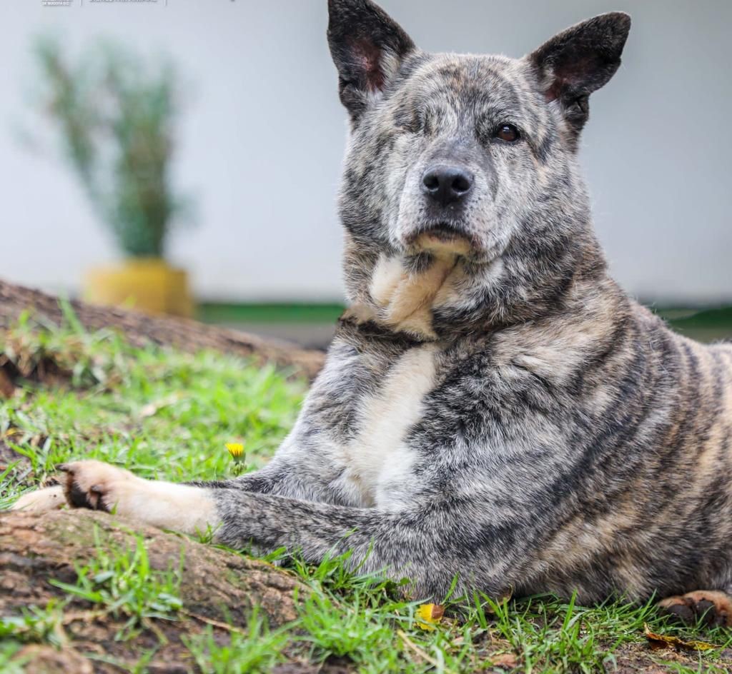 Celebre el Día Mundial del Perro comprometiéndose con la tenencia responsable