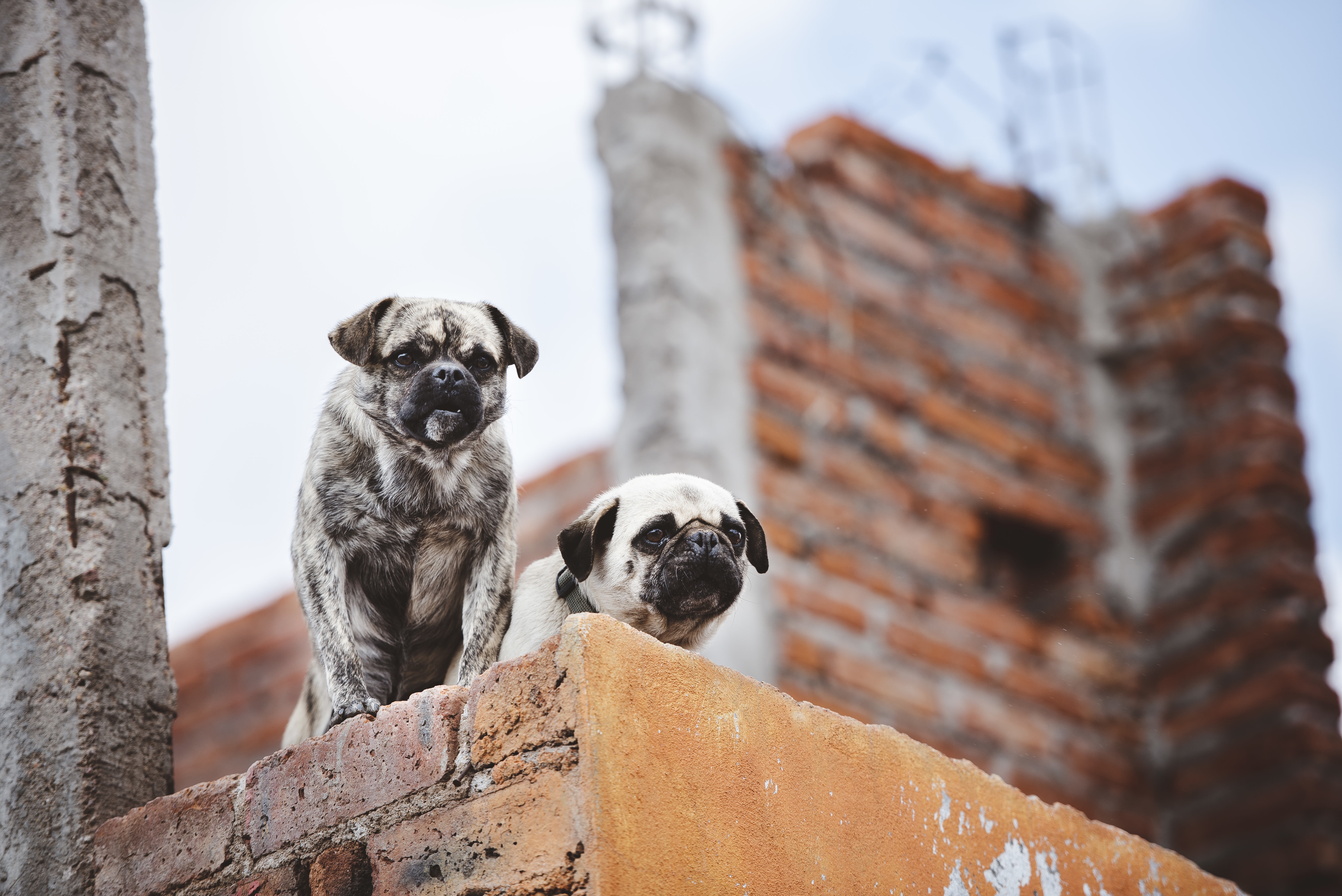 Roma y sus mascotas: un vistazo a la relación con perros y gatos en la antigüedad