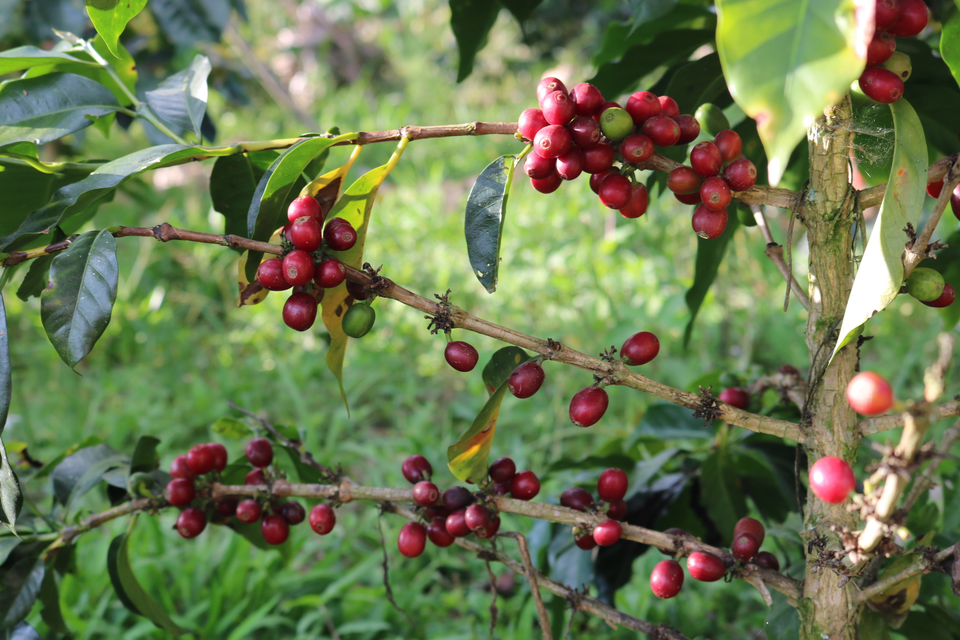 ¿Cuántos “palos” o árboles de café caben en una hectárea y a qué distancia sembrarlos?