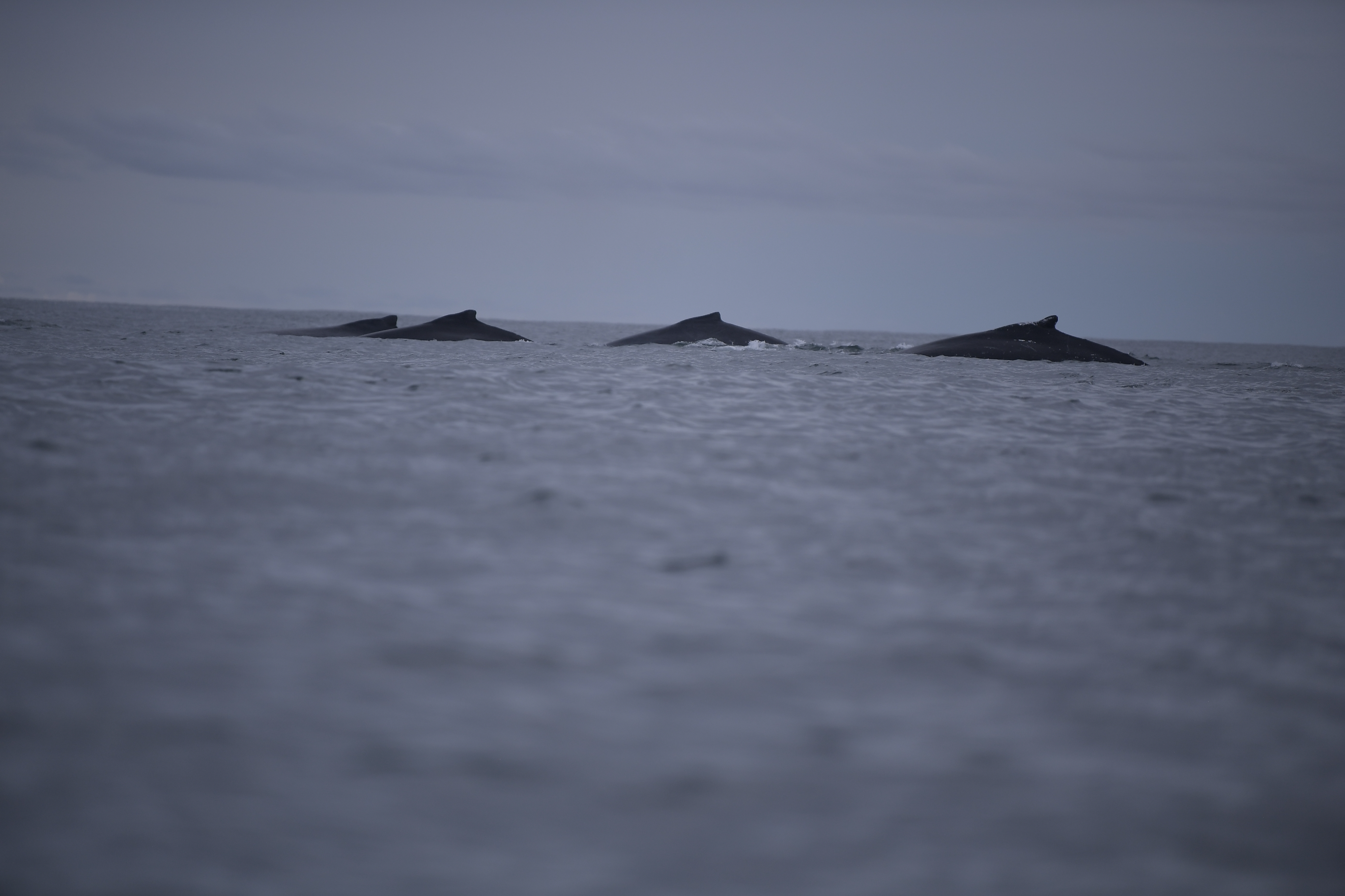 ¿Por qué han aparecido 23 ballenas muertas en las costas de EE. UU desde diciembre?
