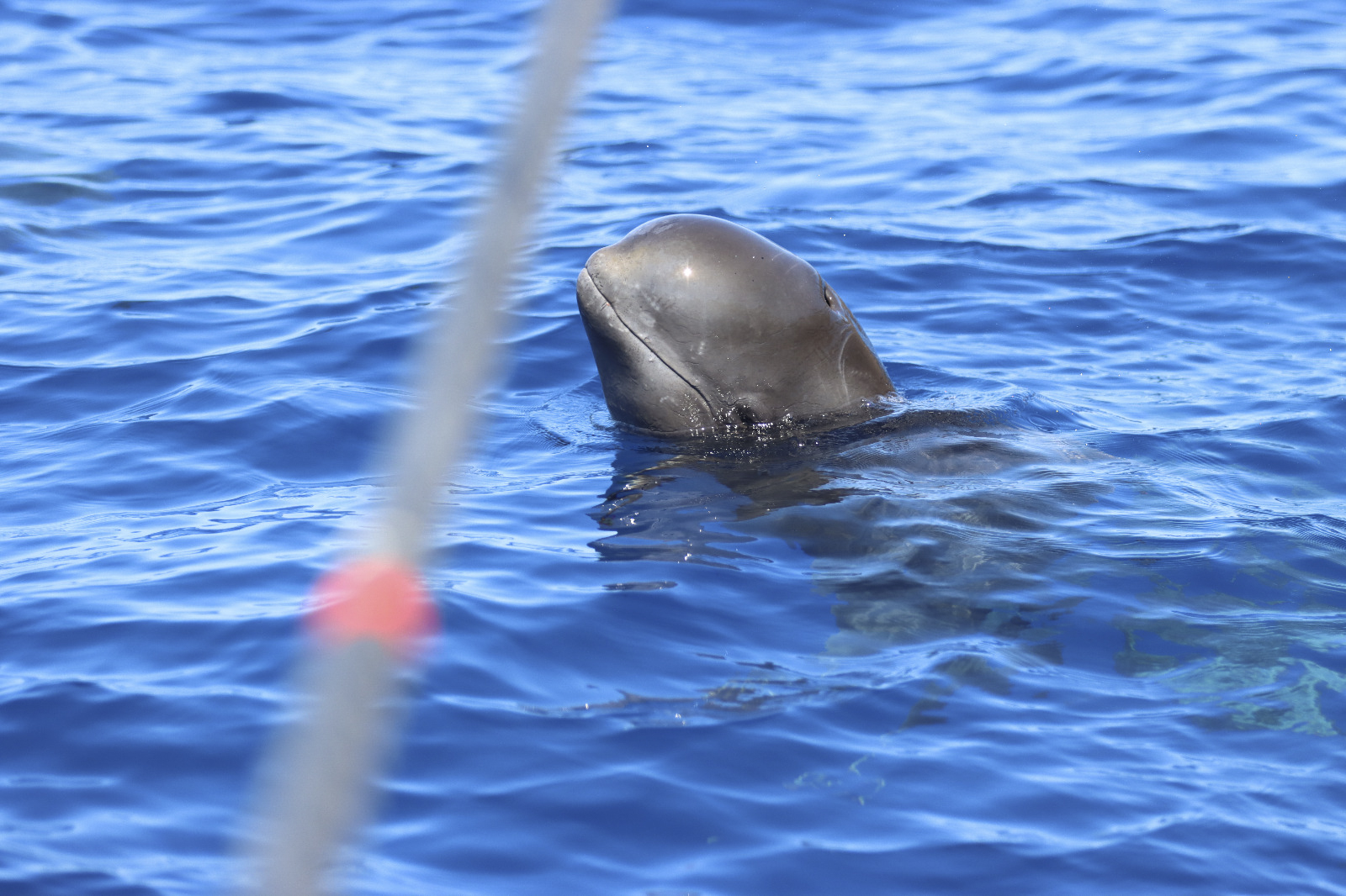 Estas ballenas tienen que cantar más fuerte para comunicarse, por el ruido de los barcos