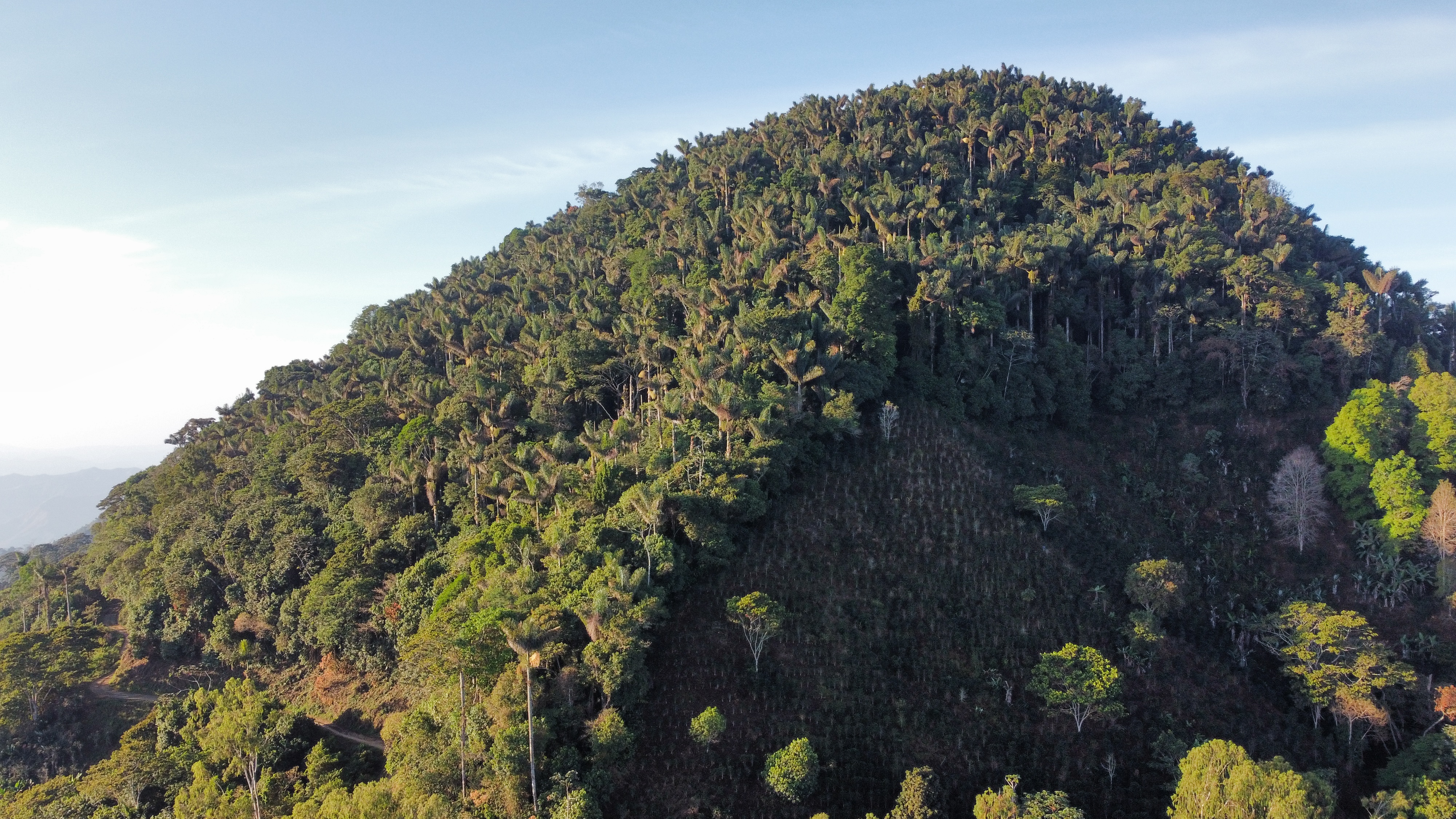 Según cifras de la Federación Nacional de Cafeteros, hay más de 5.000 familias dedicadas al cultivo de cafe.