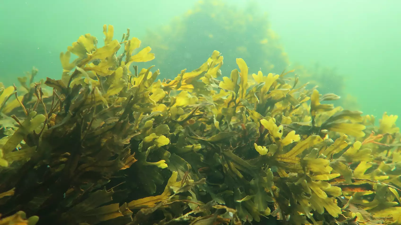 El alga marina que sería una buena herramienta para capturar carbono