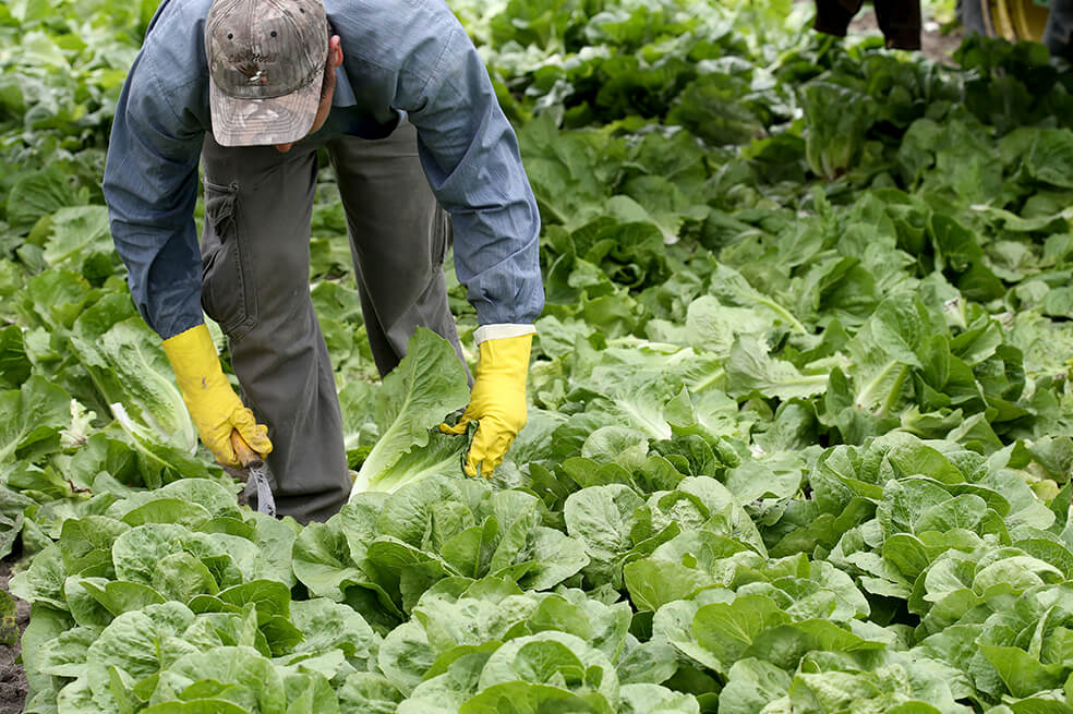 La agricultura utiliza casi el 40% de las tierras del planeta