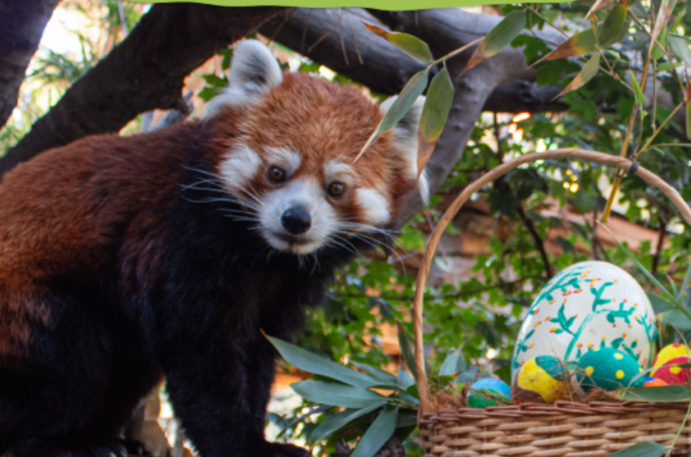 (Videos) Zoológicos del mundo sorprenden a sus animales con huevos de Pascua