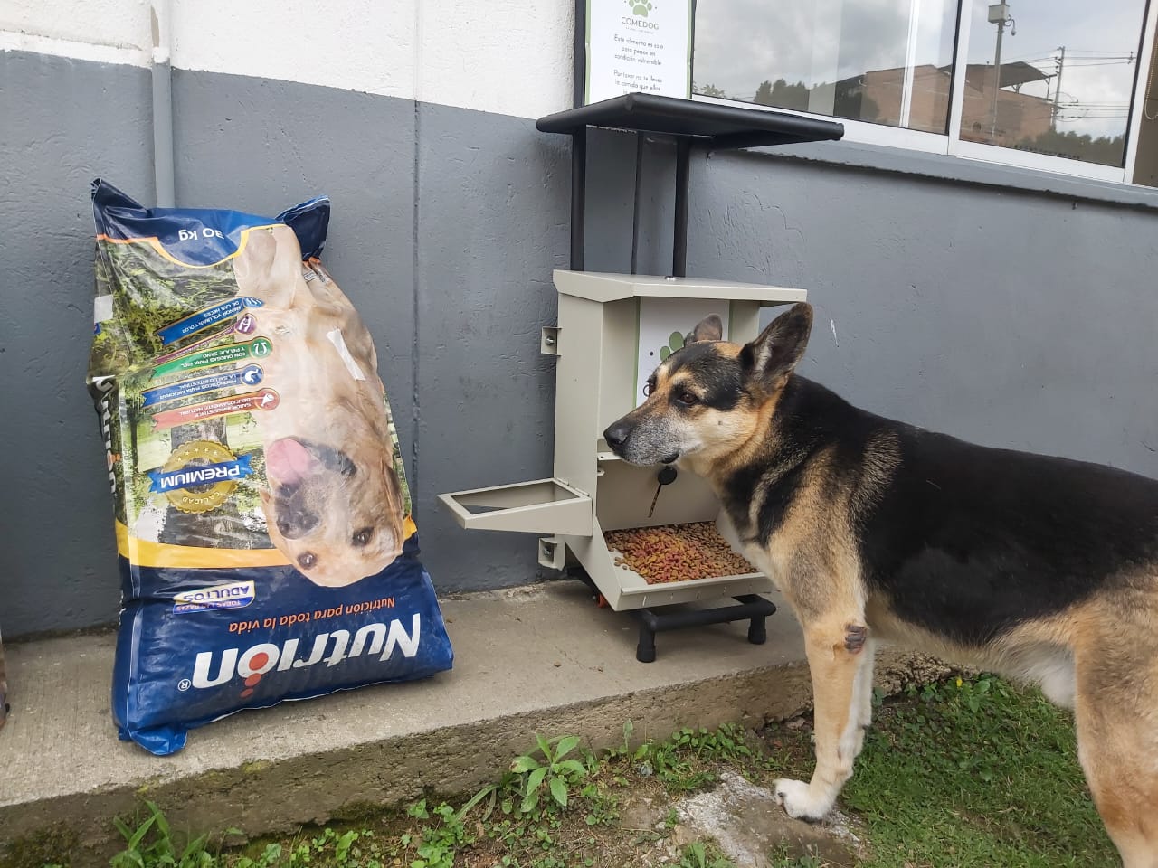 Gran recolecta de alimentos para animales sin hogar en Antioquia: así puede ayudar