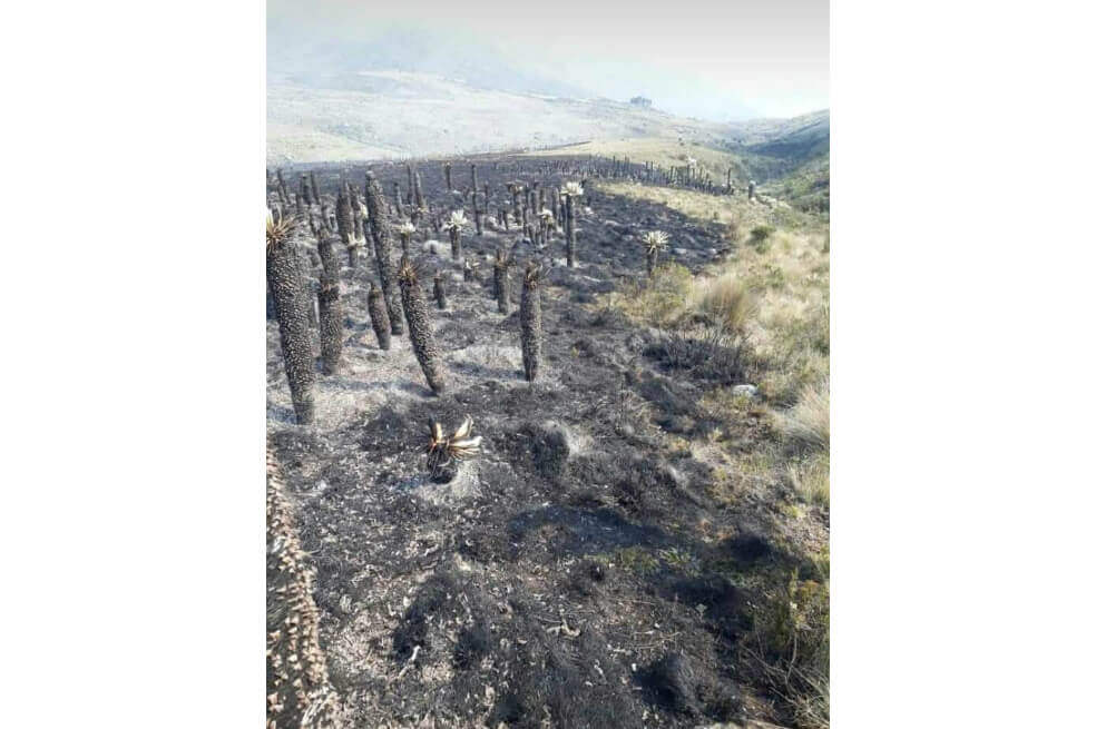 Emergencia ambiental: Incendio en el páramo del Almorzadero afectó 80 hectáreas de bosque