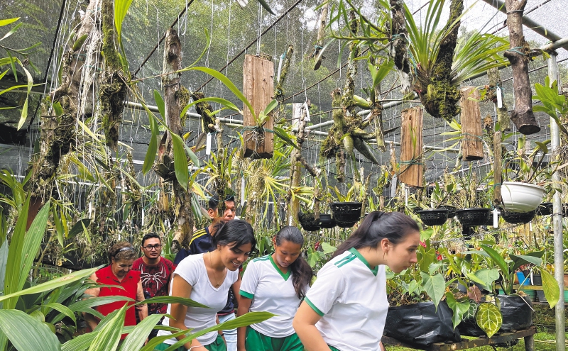 La reserva en el Caquetá que recupera orquídeas que ni la ciencia conocía