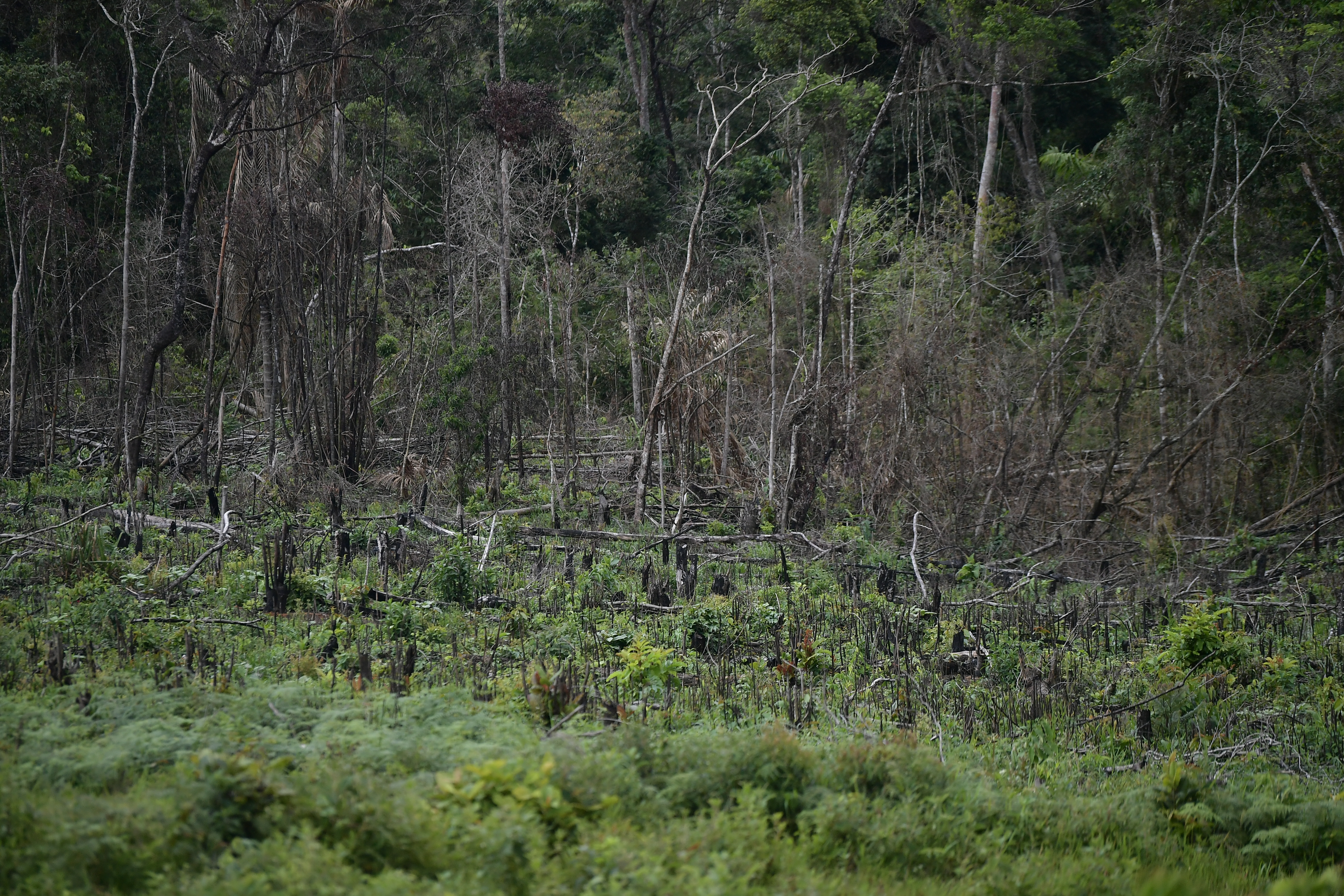 La superficie forestal per cápita del mundo ha disminuido en más de un 60%