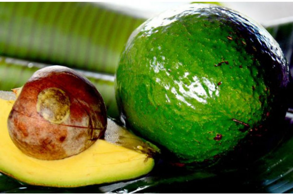 Crean aguacate en polvo en Medellín