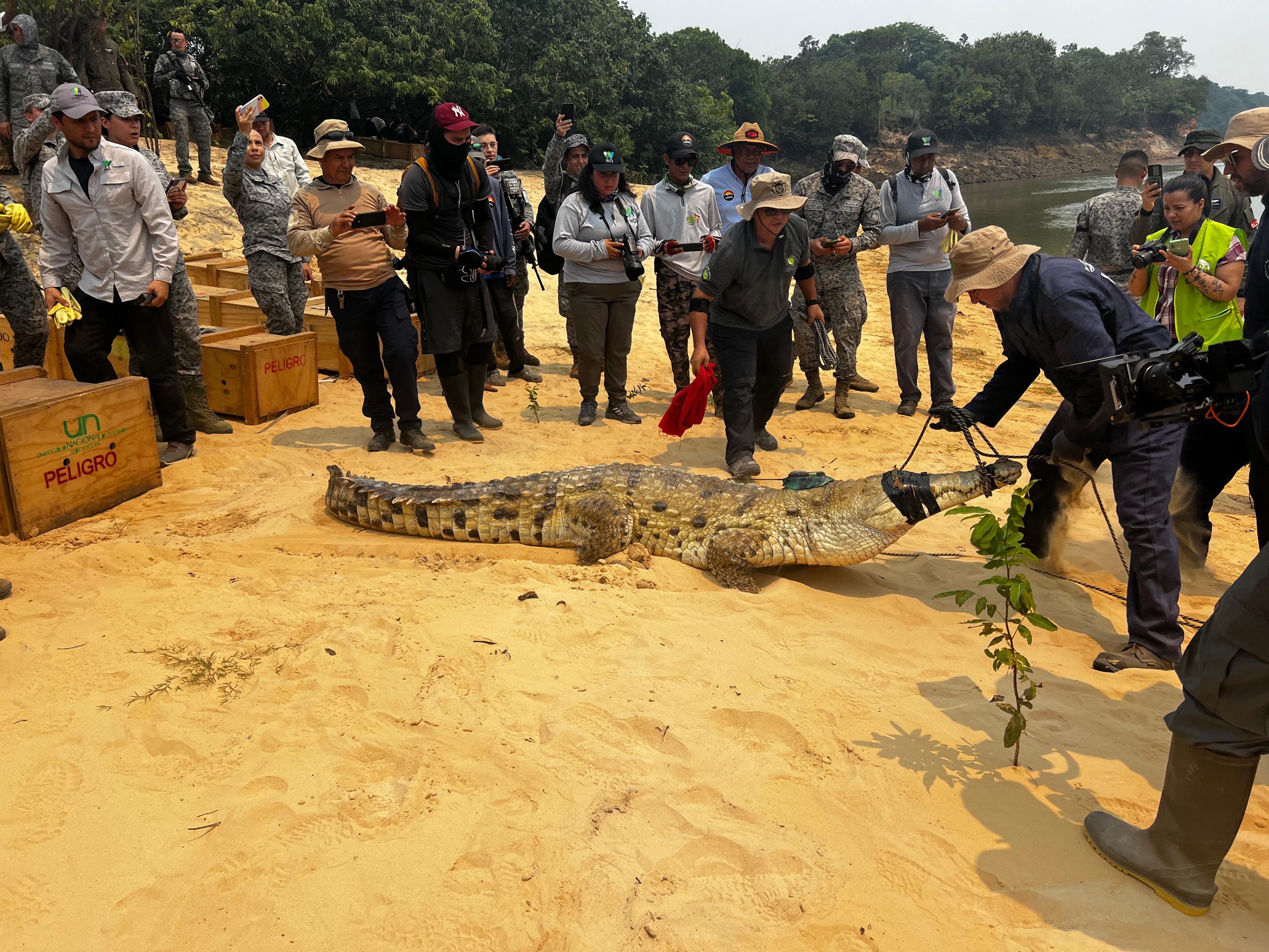 Caimanes llaneros del Orinoco, animales en vía de extinción, fueron liberados en Vichada