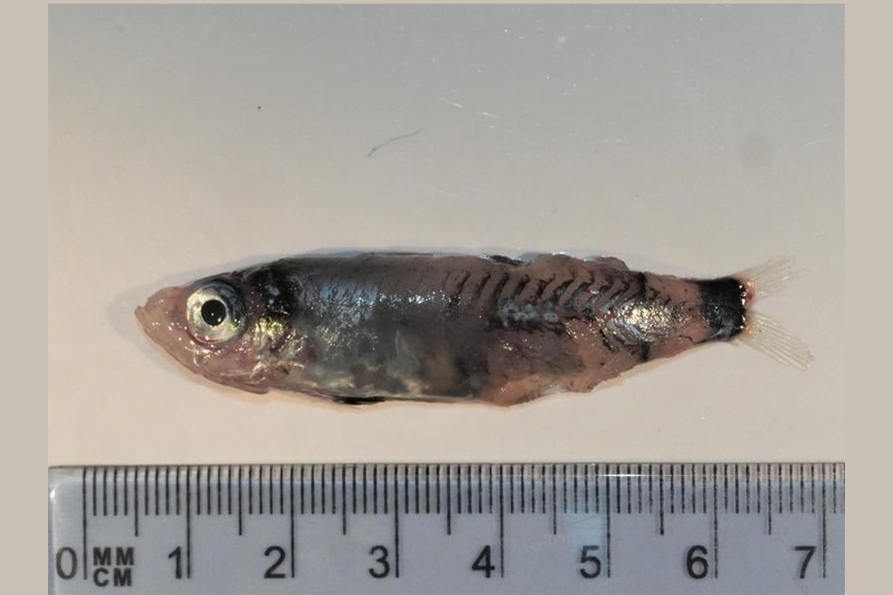Encuentran una nueva especie de pez en las profundidades del mar