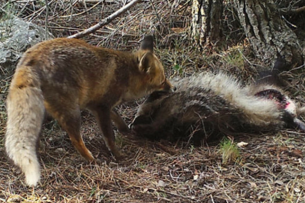 Científicos explican por qué los animales carnívoros no se comen los cadáveres de su manada
