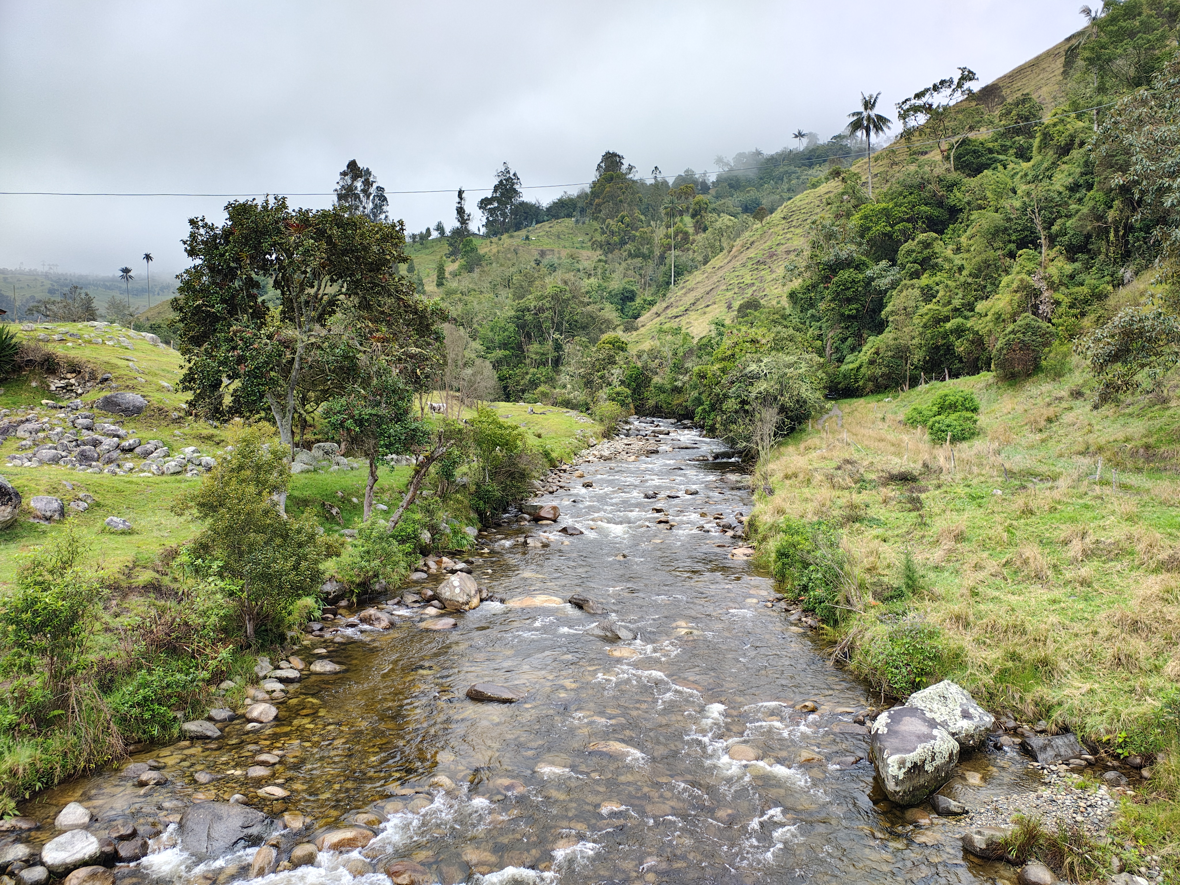 Un modelo para recuperar los bosques de Colombia