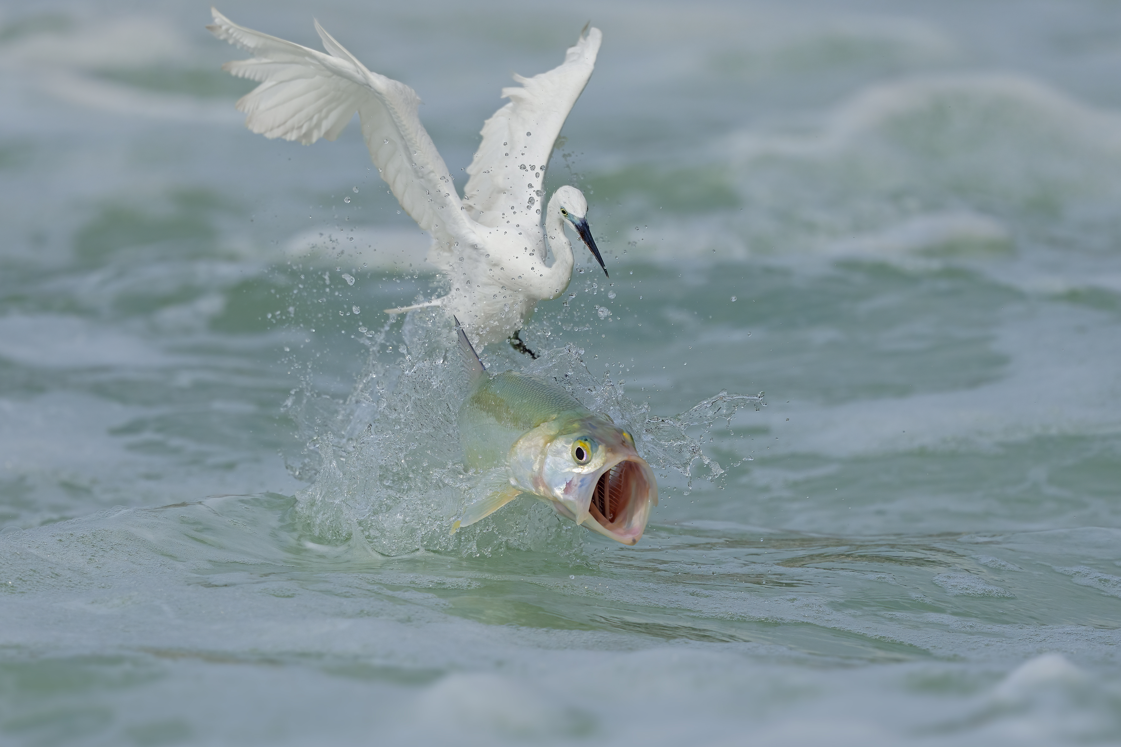 Estas son las fotografías ganadoras del 2024 TNC Oceania Photo Contest.