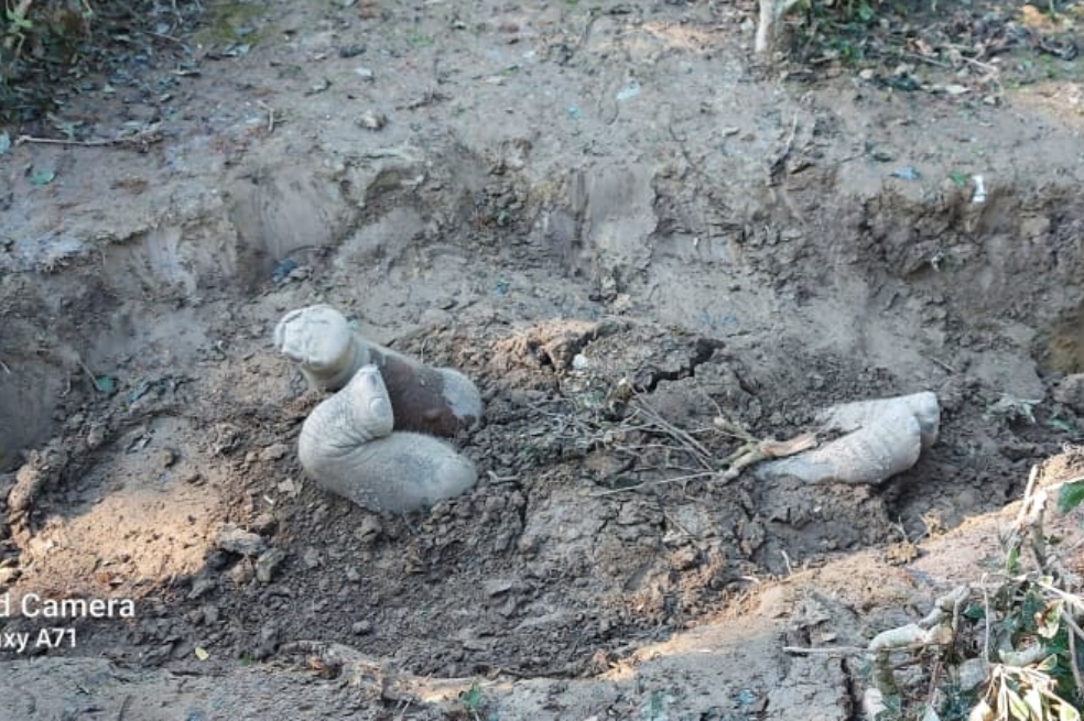 Los elefantes, al parecer, también enterrarían a sus muertos como los humanos