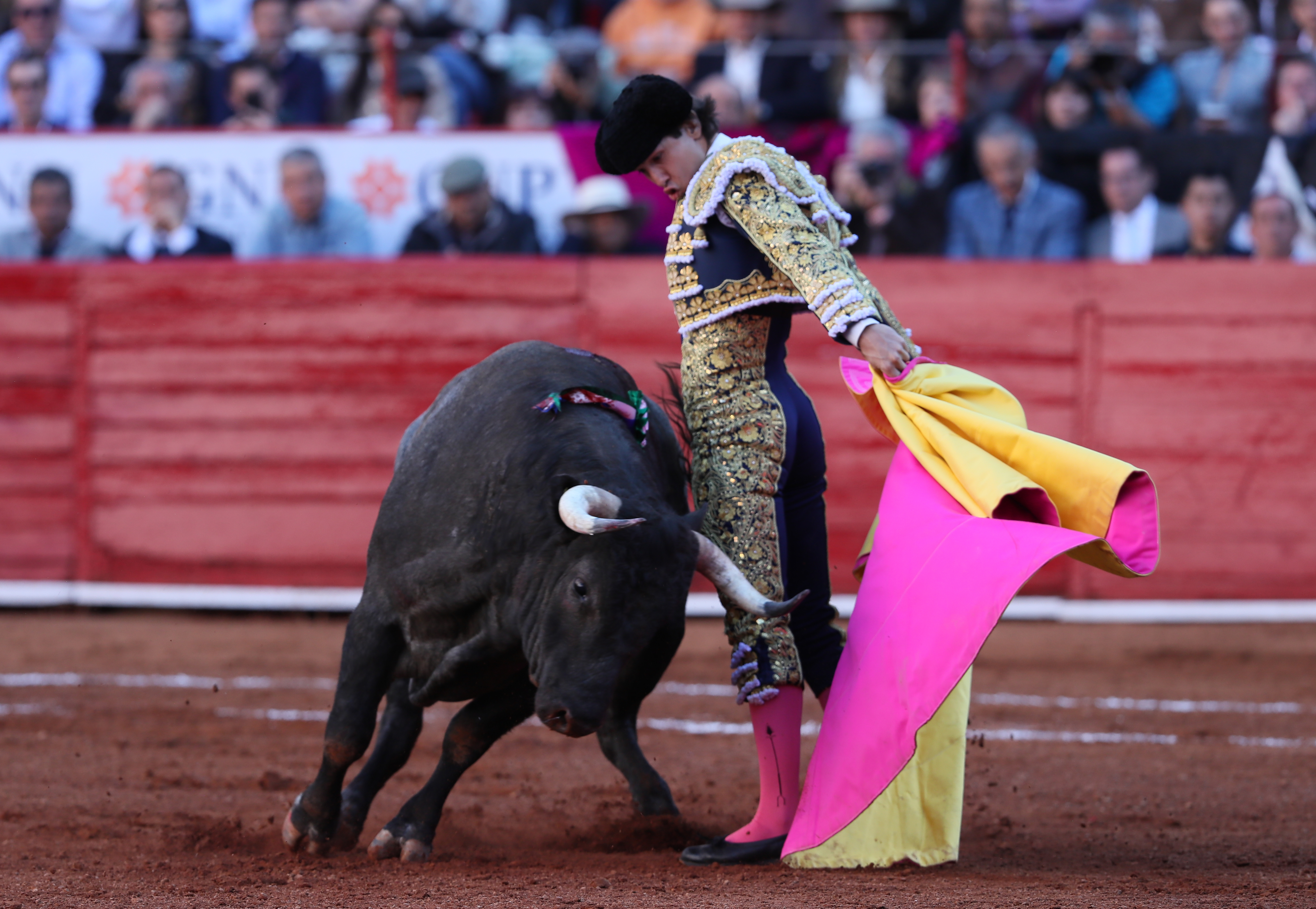 ¡Ole!: Proyecto de ley que respalda actividades culturales con animales, a debate