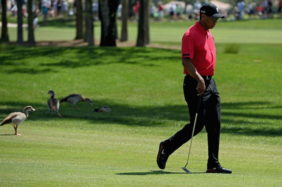 Tiger Woods vuelve a la competencia tras un año largo de ausencia