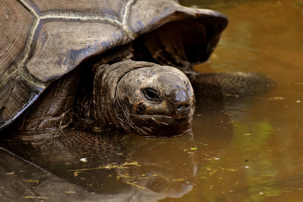 Galápagos prohíbe la pirotecnia para cuidar la salud de sus animales