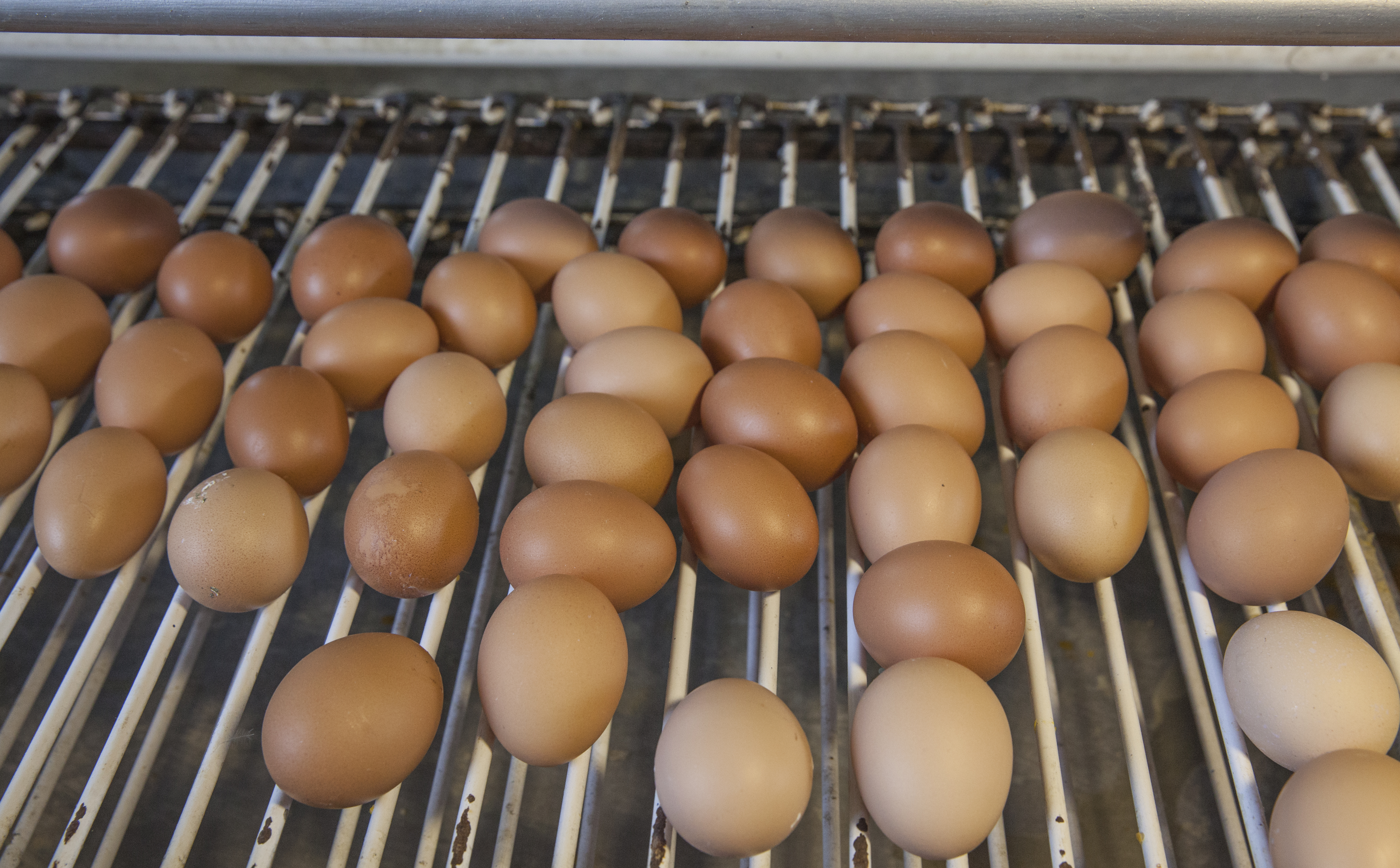 ¿Quién pidió pollo? Retos y proyección del sector avícola en Colombia