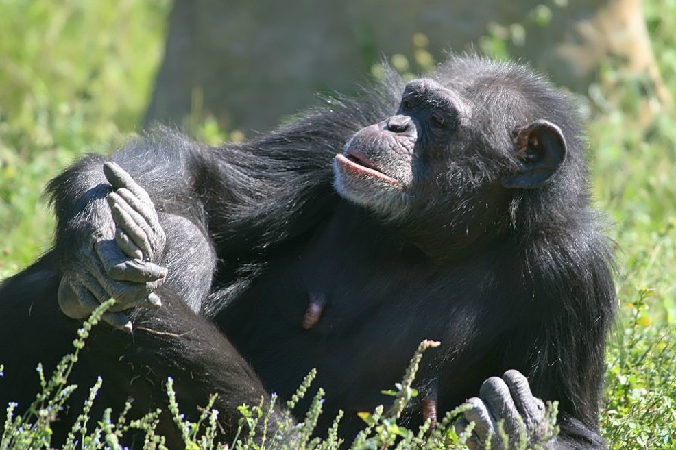 Estudio revela que el sexo entre hembras chimpancé refuerza su cooperación