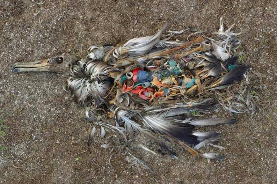 Entre los tipos de plástico analizados los investigadores encontraron botellas de agua, encendedores y cepillos de dientes. / Vistaalmar.es 