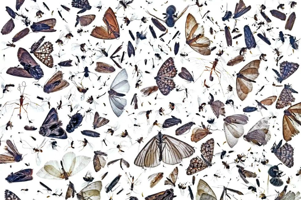 Fotografía ganadora de la categoría El arte de la naturaleza. Después de caminar una mañana en Noruega, el fotógrafo se dio cuenta de que una luz que había dejado prendida toda la noche había capturado una gran diversidad de insectos. Esta foto los muestra.