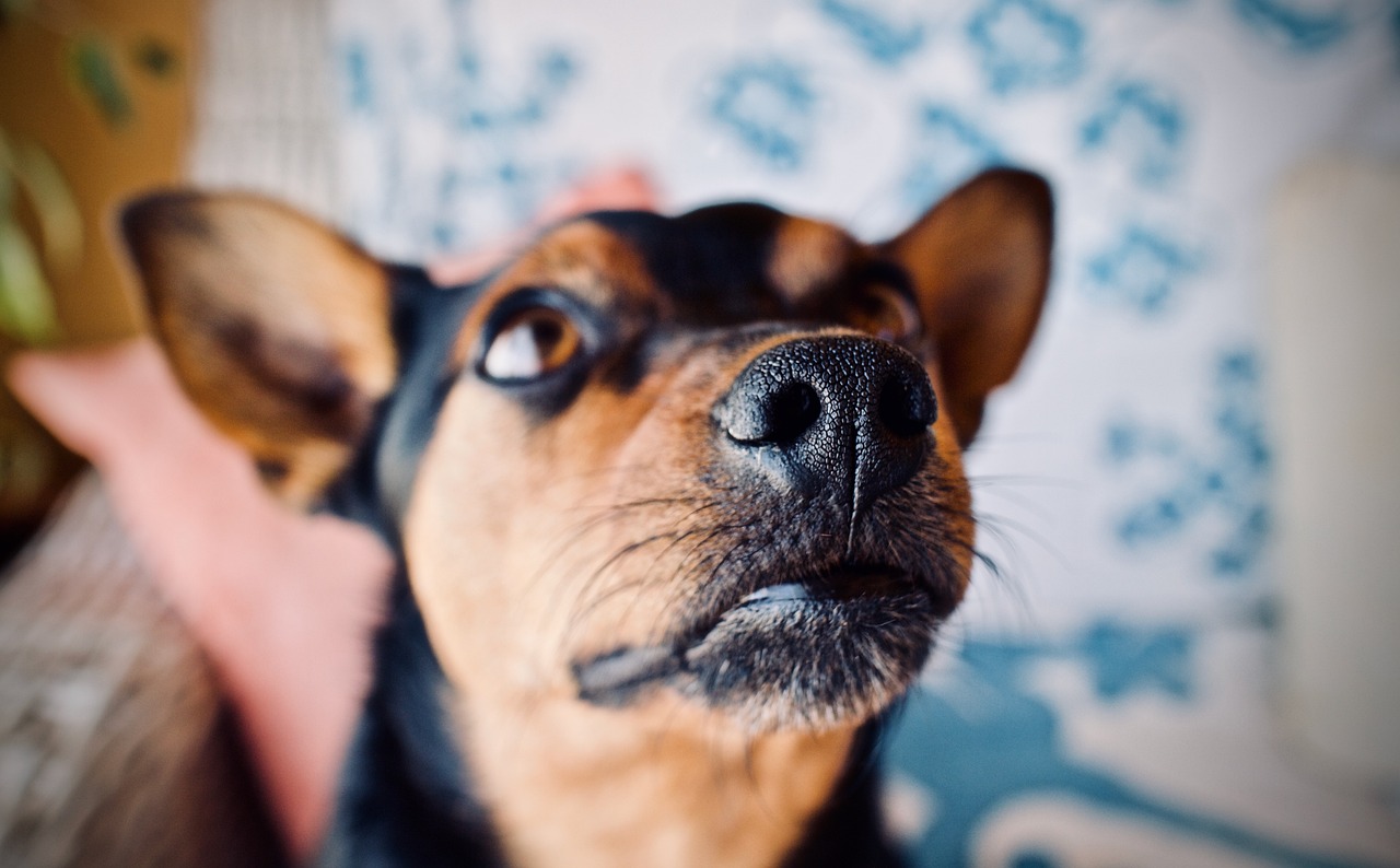 ¿Qué pasa si le corto los bigotes a mi perro?