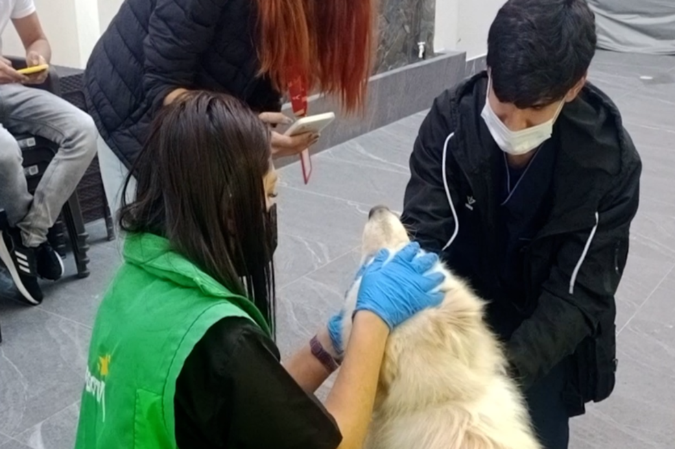 Instituto de Bienestar Animal examinó al perro que fue arrastrado en plena vía de Bogotá