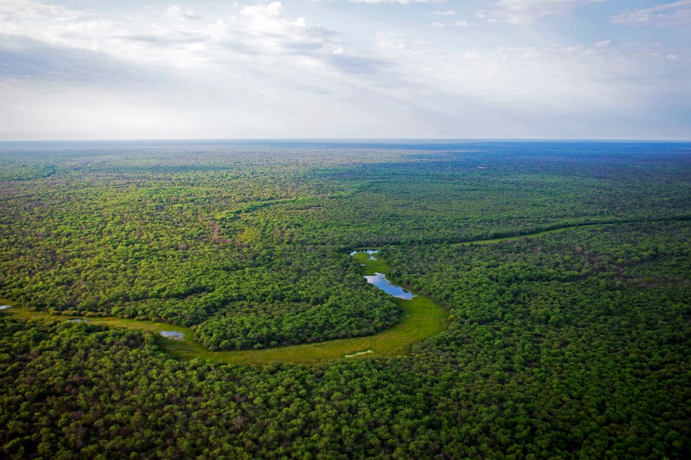 Deforestación en el Gran Chaco: la bomba de carbono que el mundo ignora
