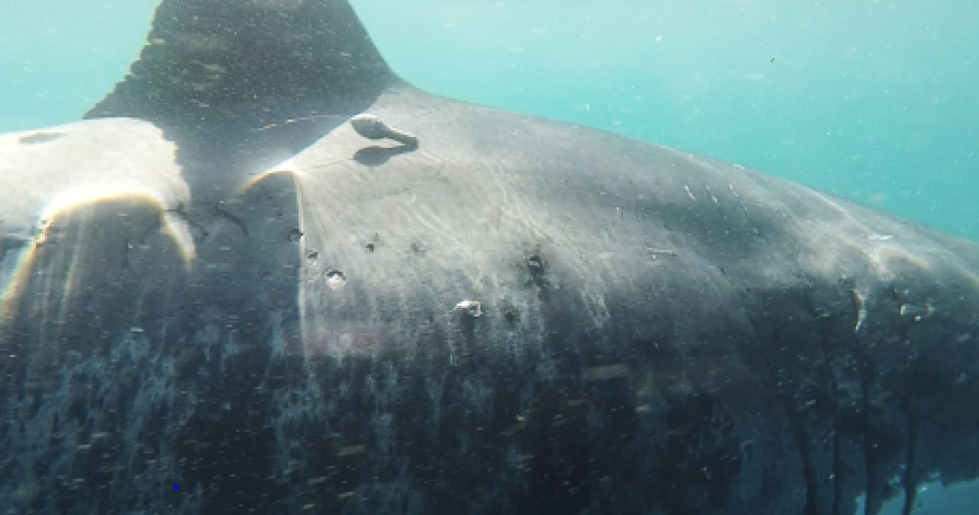 Los tiburones blancos se reúnen en un punto del océano poco estudiado, ¿Por qué?
