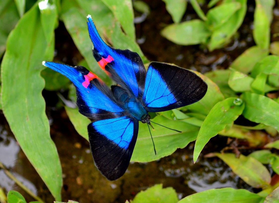 En esta la Cueva de los Guácharos se han registrado 296 especies de aves y 59 especies de mamíferos.