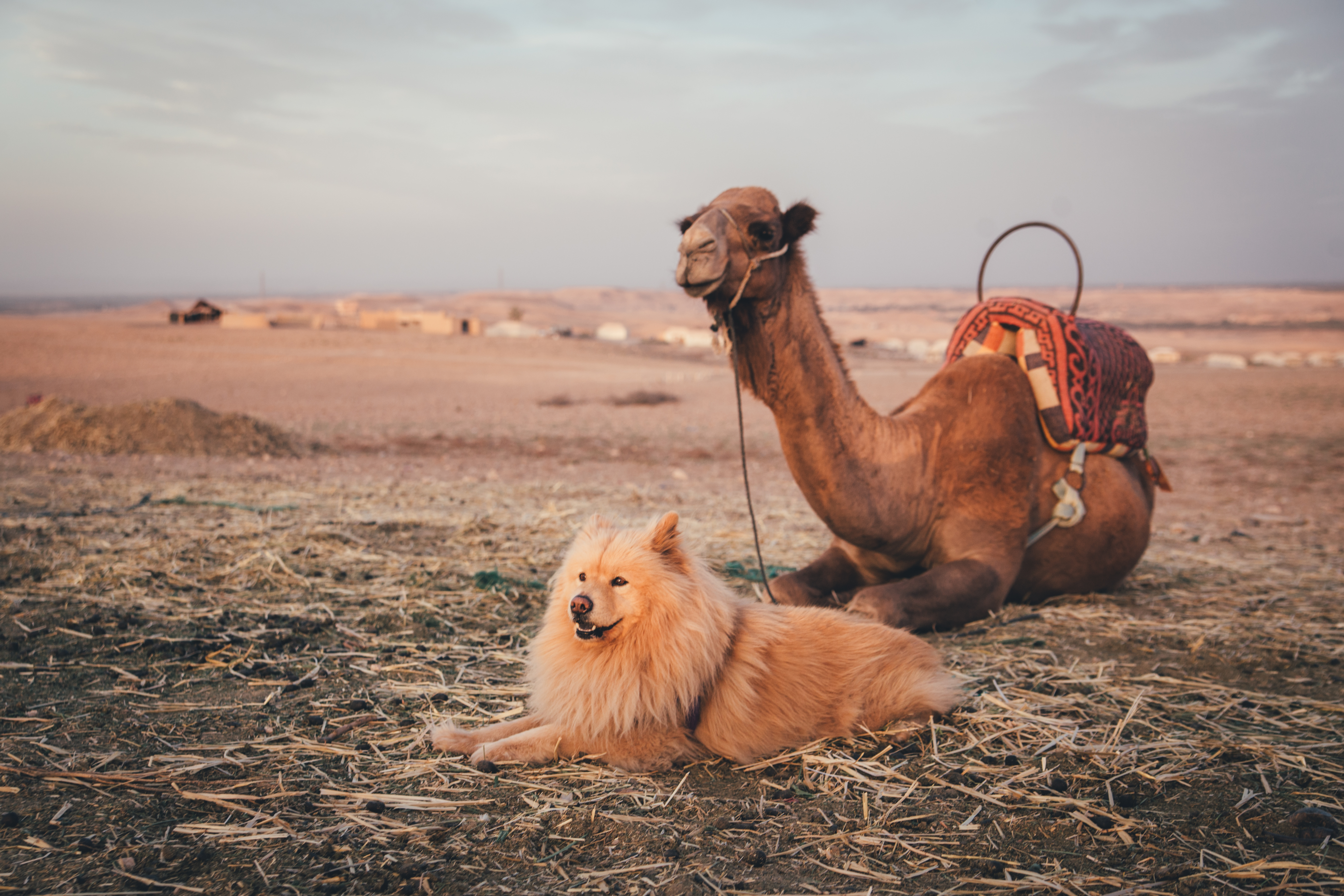 Chía, la perrita colombiana que viaja por el mundo, ¿cuántos países conoce?